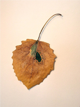 Aspen by Robin Ripley