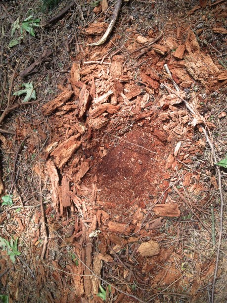 bow-ailn-cedar-floor-72