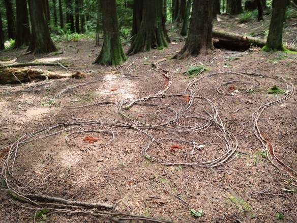 bow-ailn-forest-floor-72