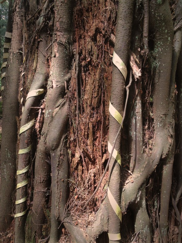 bow-ailn-nurse-vine-wrap-detail-72